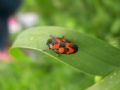 Cercopis vulnerata